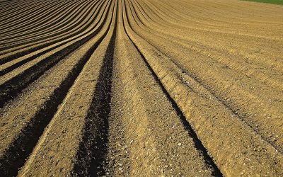 Dofinansowanie do wapnowania gleb – kto może skorzystać?