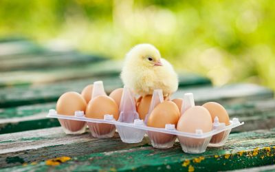 Sytuacja na rynku jaj i drobiu. Czego się spodziewać?